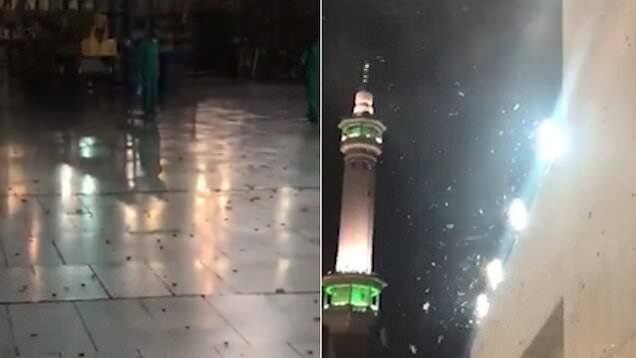 Côn trùng ồ ạt 