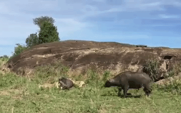 Cuộc chiến sinh tồn: Trâu rừng liều chết cứu 