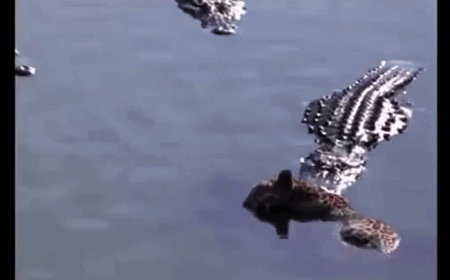 Video: Bầy cá sấu háu đói, xe xác báo đốm thành từng mảnh