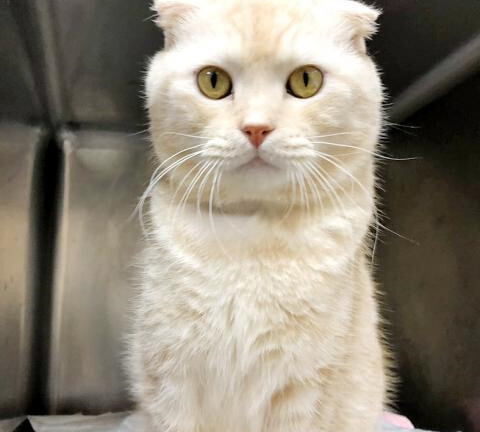 Cố tình bỏ rơi một con mèo, người đàn ông bị phạt hơn 45 triệu đồng 