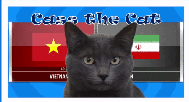 Video: Lo lắng trước kết quả mèo tiên tri dự đoán về trận Việt Nam gặp Iran