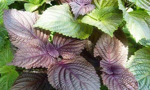 Có nên tắm lá tía tô cho trẻ sơ sinh?