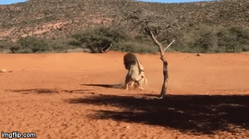 Video: Anh em sư tử đại chiến kinh hoàng vì