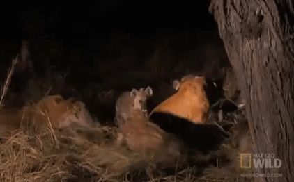 Video: Sư tử cái rơi vào ổ phục kích của bầy linh cẩu và bất ngờ ở phút cuối