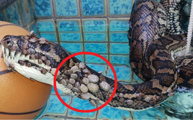 Video: Nổi da gà cảnh trăn