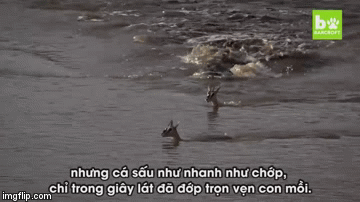 Video: Linh dương con chết thảm vì lĩnh nhát cắn chí mạng của 