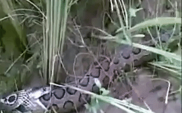 Video: Mổ bụng mãng xà khổng lồ, phát hiện cảnh tượng rùng rợn