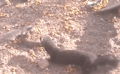 Video: Rung đuôi để nhử mồi, rắn chuông chết thảm sau nhát cắn chí mạng của chồn