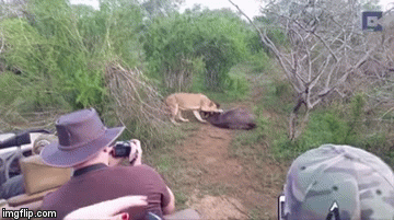 Video: Linh dương chiến đấu sòng phẳng