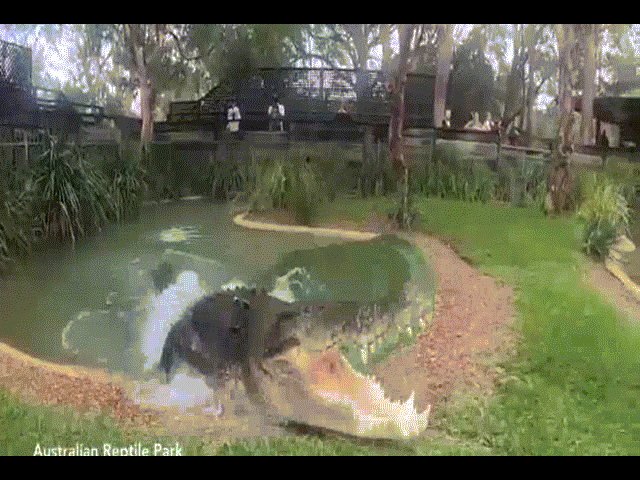 Video: Rùng mình cá sấu 