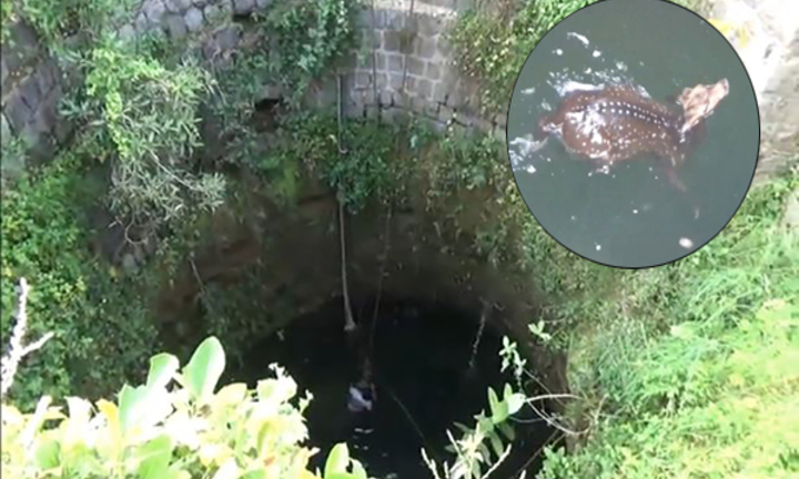 Video: Chạy trốn thợ săn, hươu sao ngã “sấp mặt” xuống giếng sâu 9 m