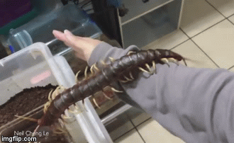 Video: Chàng sinh viên thản nhiên để rết “chúa” to chưa từng có bò khắp người