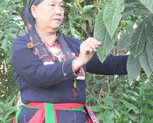  "Lão y " người Dao  "tái sinh " những người bệnh xương khớp mãn tính  "sống " lại