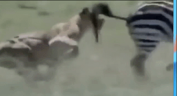 Video: Đi săn thất bại, sư tử bị ngựa vằn tung cước hạ gục trong đau đớn