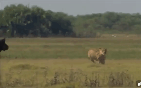 Cuộc chiến sinh tồn: Bị trâu rừng truy đuổi, sư tử chạy