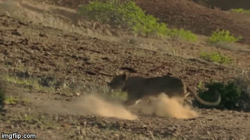 Video: Hươu cao cổ tung