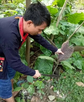 Kết hợp 3 thảo dược hoạt huyết tự nhiên điều trị bênh thiếu máu não đem lại giấc ngủ tự nhiên