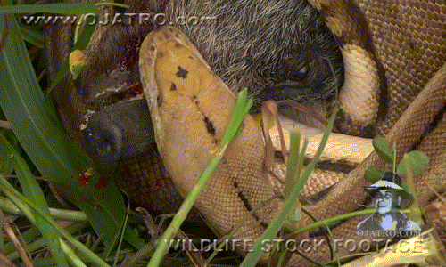 Video: Mải mê kiếm ăn, lợn rừng bị trăn