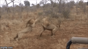 Cuộc chiến sinh tồn: 