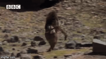 Video: Khỉ đầu chó 