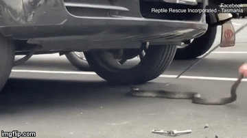 Video: Kinh hãi màn bắt rắn kịch độc chui dưới gầm ô tô