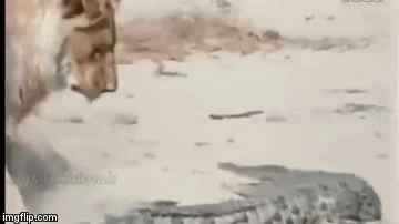 Video: Những màn giao đấu “một mất một còn” giữa sư tử và cá sấu