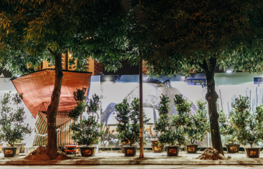 Hà Nội: Người dân dựng lều, trùm chăn canh đào quất cả đêm