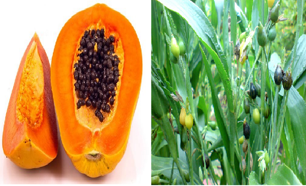 3 bài thuốc dân gian chữa đau vai gáy hiệu nghiệm