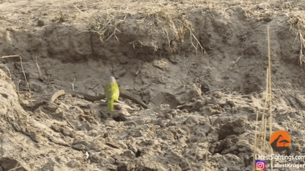 Video: Chim nhỏ ra tay tàn bạo, rỉa bụng rắn độc đến chết