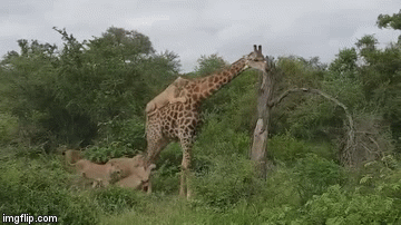 Video: Bị 4 con sư tử “đè đầu cưỡi cổ”, liệu hươu cao cổ có thoát khỏi kẻ thù khát máu?