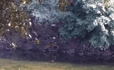 Video: Mãnh hổ đại chiến bên bờ sông, kẻ chủ động tấn công có chiến thắng?