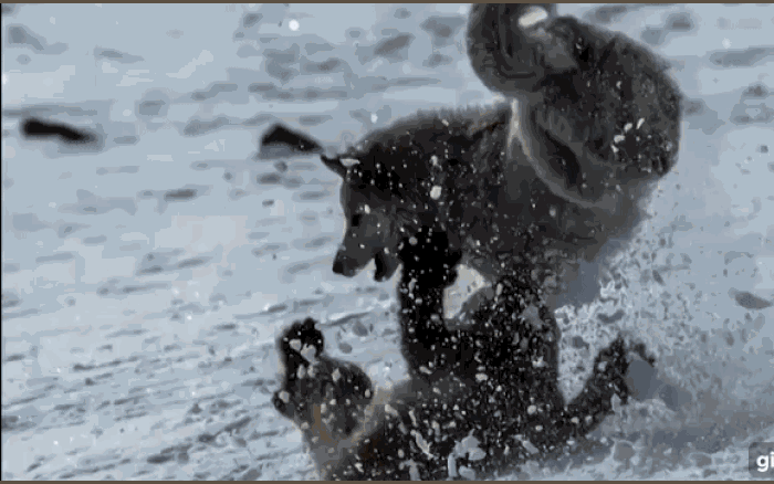 Cuộc chiến sinh tồn: Hải ly đơn độc bị 4 con sói