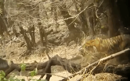 Video: Giật mình bỏ chạy vì cường địch, mãnh hổ bất ngờ quay lại đối đấu với gấu lợn
