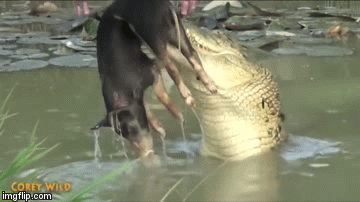 Video: Rùng rợn cảnh 