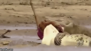 Video: Cận cảnh cá sấu ngấu nghiến làm thịt linh dương non khiến đối thủ run sợ