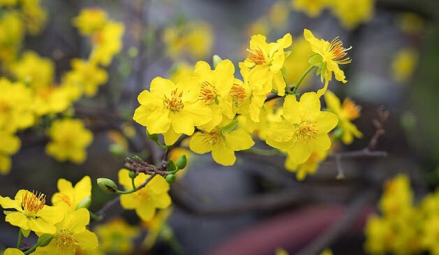Chơi hoa ngày Tết: Nét đẹp văn hóa dân tộc!