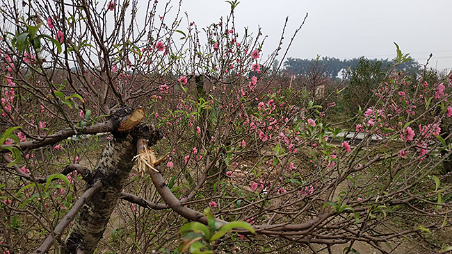 Tết buồn ở làng đào Bắc Ninh: Nước mắt rơi bên những gốc đào