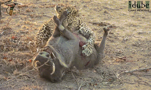 Video: Báo đốm thi triển