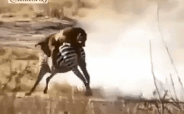 Video: Ngựa vằn mẹ bất lực chứng kiến cảnh con bị linh cẩu giết hại