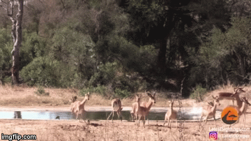 Video: Bị báo hoa mai tấn công, linh dương Impala không ngờ ân nhân đặc biệt tới cứu mạng