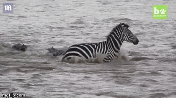 Video: Không tin vào mắt cảnh hơn 40 con cá sấu xé xác ngựa vằn vượt sông