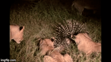 Video: Bị sư tử tấn công, nhím xù lông nhọn hoắt và cái kết bất ngờ