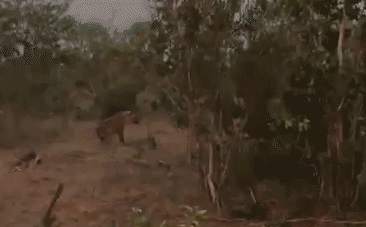 Video: Điên cuồng giành thức ăn với linh cẩu, báo hoa mai bất lực đứng nhìn khi kẻ thứ 3 xuất hiện