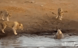 Video: Sư tử cái đơn độc liều chết chống lại 2 sư tử đực vũ phu và cái kết bất ngờ