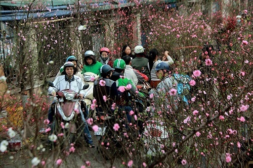 Sắc xuân ngập tràn Thủ đô trước thềm năm mới Kỷ Hợi 2019
