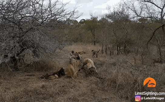 Video: Đang cắn xé con mồi, 2 sư tử cái bị đàn linh cẩu cướp trong nháy mắt