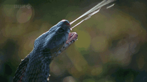 Video: Hãi hùng cảnh rắn hổ mang giận dữ phun nọc độc vào mắt người