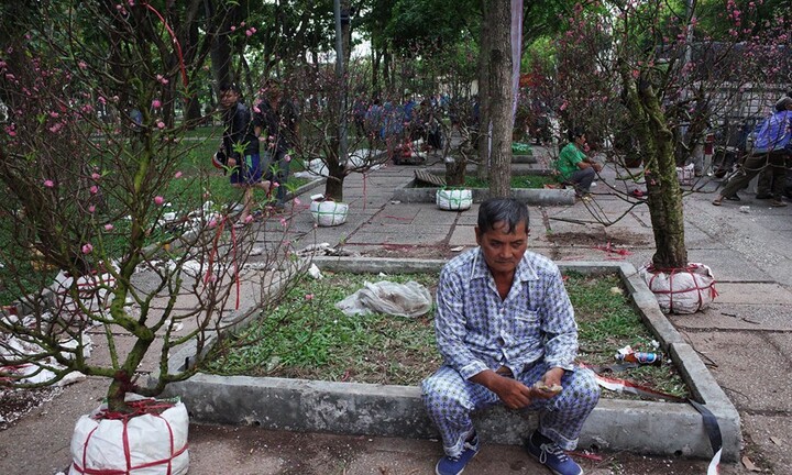 Tiểu thương bật khóc vứt bỏ đào, quất vào xe rác