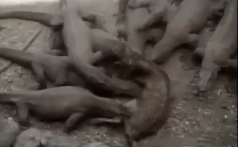 Video: Kinh hoàng cảnh tượng hàng chục con rồng Komodo xâu xé một con nai