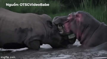 Cuộc chiến sinh tồn: Hà mã điên cuồng đại chiến tê giác giữa đầm nước